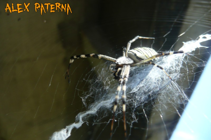 Steatda paykulliana, Argiope bruennichi, Araneneus angulatus